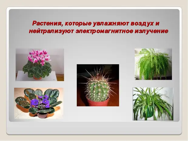 КАКОЙ ЦВЕТОК ЗАЩИЩАЕТ ОТ КОМПЬЮТЕРНОГО ИЗЛУЧЕНИЯ?