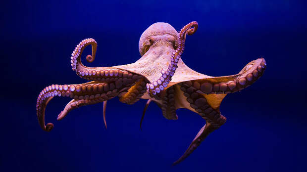 Подводный мир 79. Некоторые факты об осьминогах