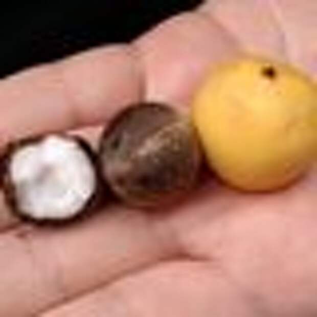 Coquito nuts are found covered by the yellow layer shown on the right.