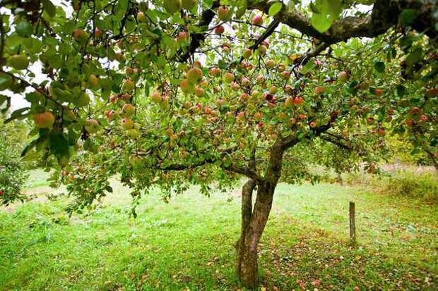 Бороздование проводят на семечковых культурах – яблоне, груше