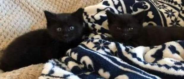 котенка выбросили из машины двое котят