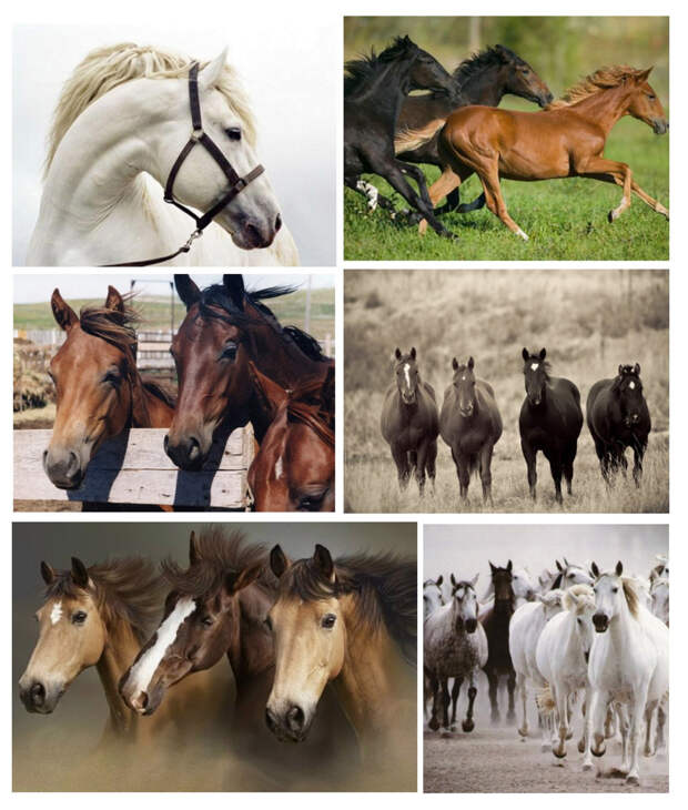 Великолепные животные лошади