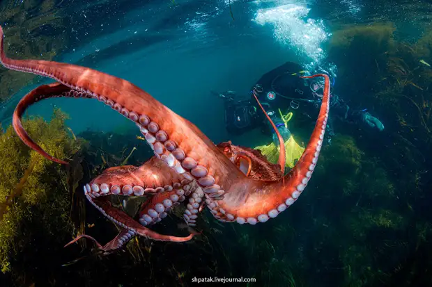 ������ ���������� ����