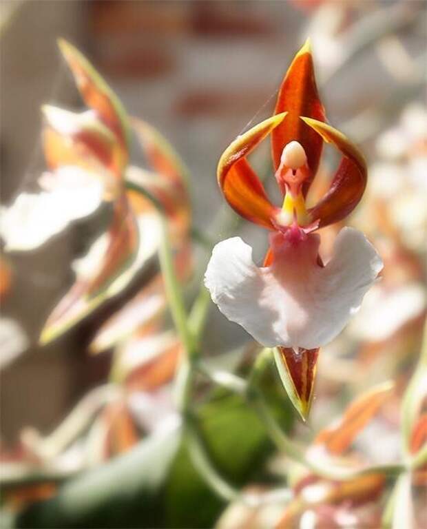 Орхидея «Балерина» (Caladenia Melanema) Орхидея «Балерина» (Caladenia Melanema)