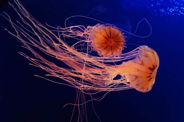 Какими бывают медузы?