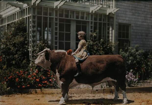 Девочка верхом на херефордском быке возле Плезантона, штат Калифорния, 1926 national geographic, неопубликованное, фото