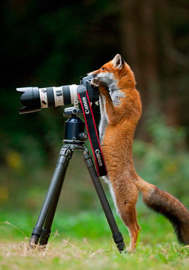 лисичка фотографирует