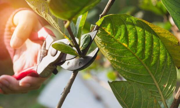 Какие растения нужно обрезать до активного весеннего роста, а какие — не тревожить до лета