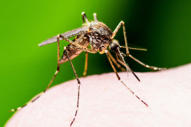 Паразитолог Морозов: заразиться паразитом от укуса комара можно по всей России