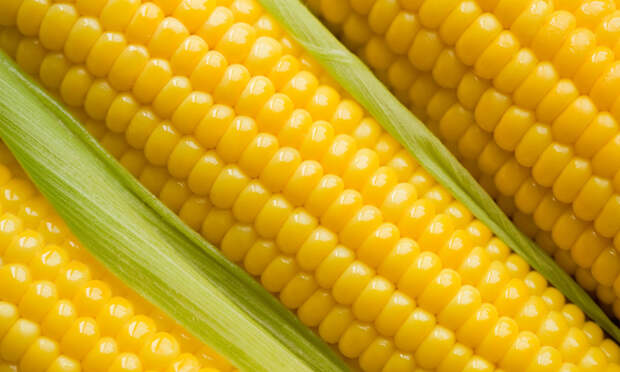 кукуруза1
