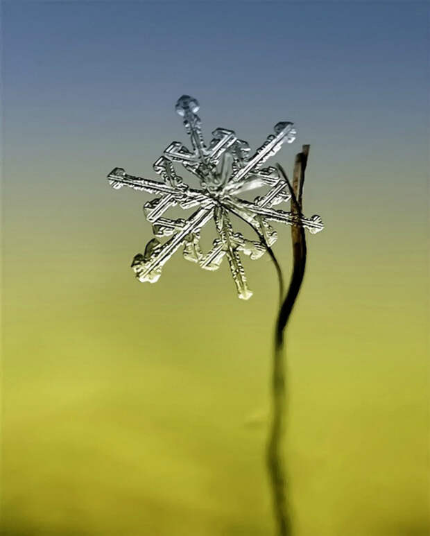 Фотография: Снежинки от фотографа Андрея Осокина №4 - BigPicture.ru