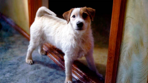 Джек — хранитель семьи