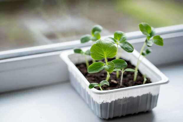 Любителям домашней рассады рассказали об опасности