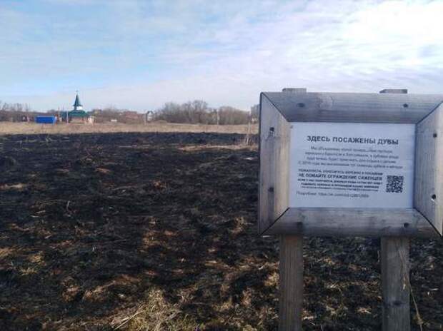 В Тверской области пожар уничтожил поле с молодыми дубами