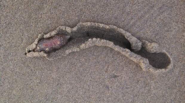 Тысячи странных существ вышли на пляж в Калифорнии пляж, существо