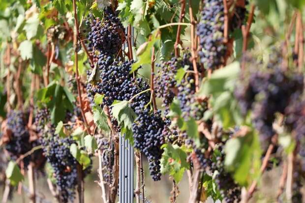 Путин отметил, что закон о виноделии в России приняли с подачи крымчан