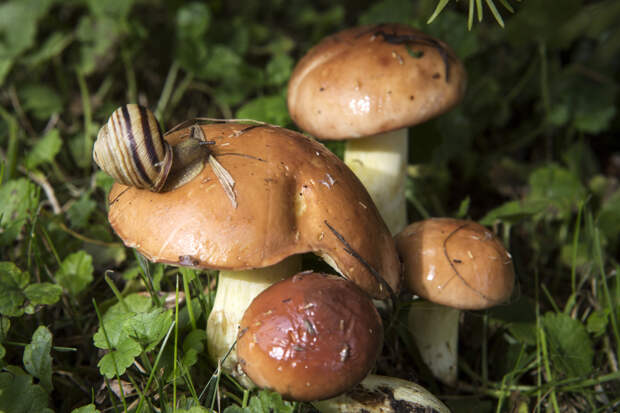 Стало известно, когда в Свердловской области появятся первые грибы