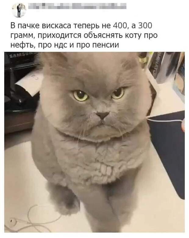 На изображении может находиться: текст «в пачке вискаса теперь не 400, a 300 грамм, приходится объяснять коту про нефть, про ндс и про пенсии»