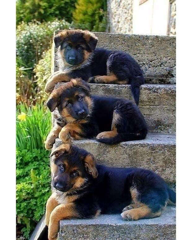 2862006619 (560x700, 312Kb)