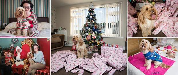 Британка купила 68 рождественских подарков за £1 000 для своей собаки