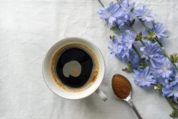 Заменитель кофе. В чем польза и вред цикория, кому его нельзя принимать