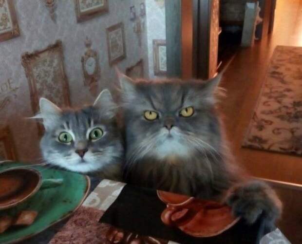 Голодные коты