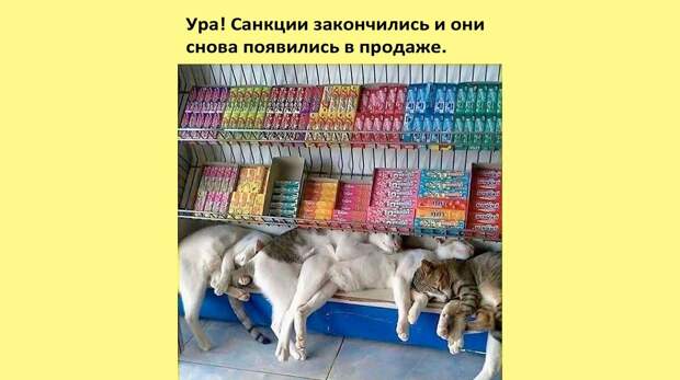 16 самых новых смешных мемов про котов