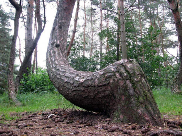 Кривой лес