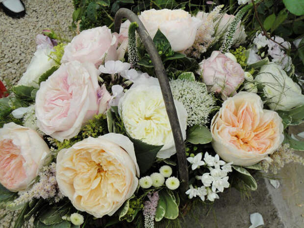 10 ностальгических роз современной селекции. Их главные достоинства и недостатки