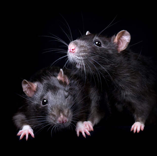 Фотопортреты очаровательных крыс 