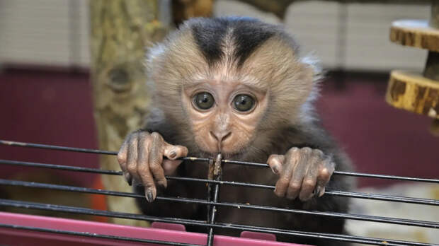 В Ленинградском зоопарке организовали конкурс на имя для осиротевшей макаки
