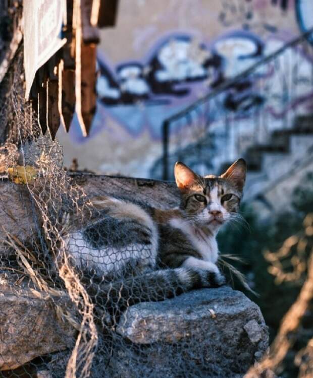 На Кипр за котами: 12 колоритных фотографий бездомных кошек Лимассола