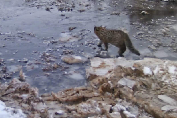 Неожиданно провалившийся под лед в России лесной кот нашел способ выбраться