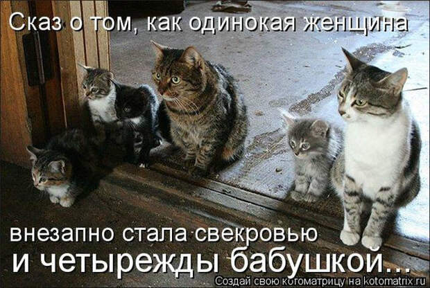 Уморительные истории о котах Уморительные истории о котах