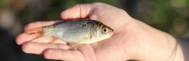 В Карагандинской области вводят ограничения на рыбалку