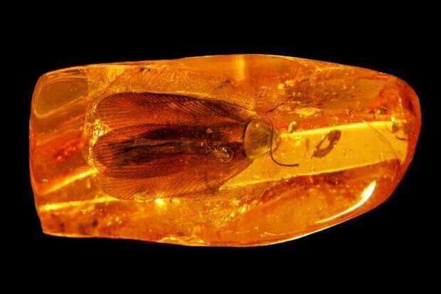 Россыпи янтаря вынес шторм на берег Балтийского моря