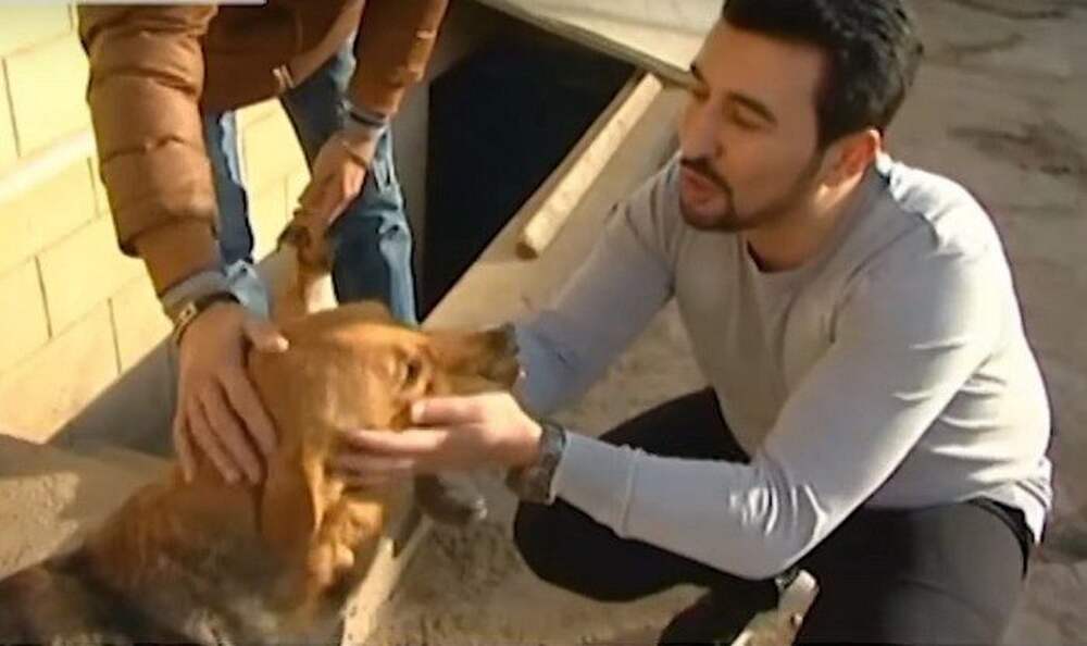 Мужчина спас собаку. Собачий приют в Баку. Мужчина подобрал щенка.