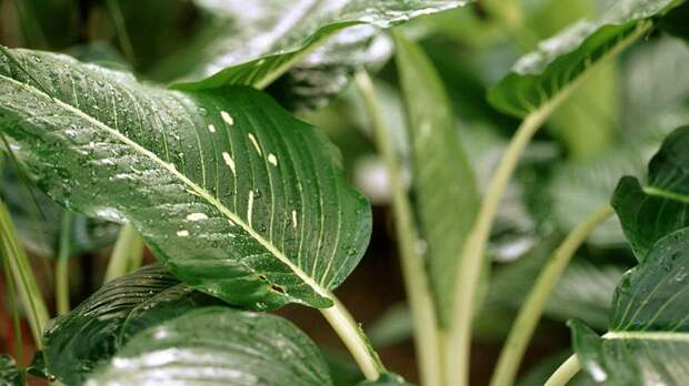 Биолог назвала опасные домашние и дачные растения