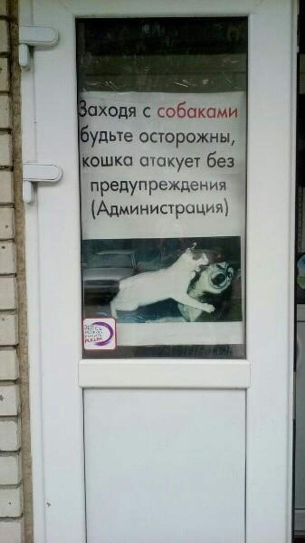 Бедные собаки животные, кот, кошка, месть, прикол, смех, хулиган, юмор
