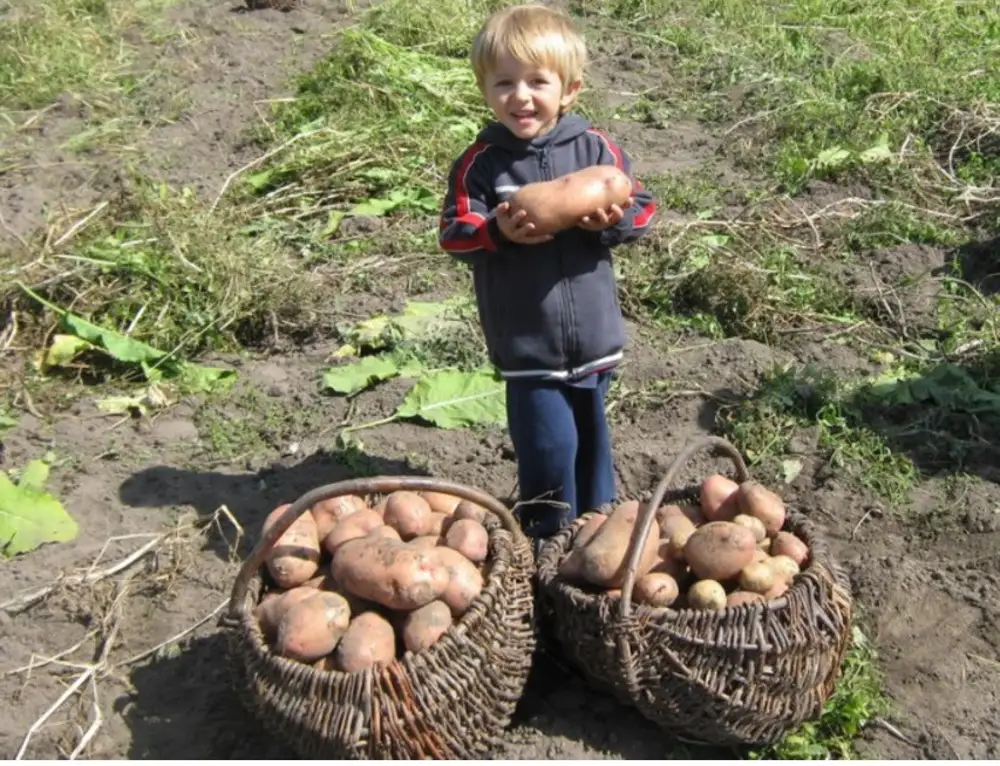 Время собирать картофель. Сбор урожая. Сбор урожая картофеля. Огород для детей. Картошка в огороде.