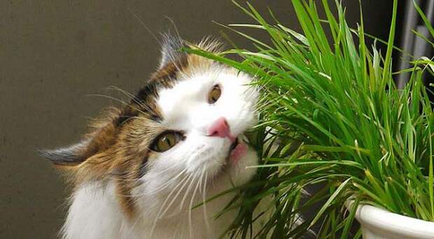 https://murkote.com/wp-content/uploads/2015/01/grass-for-cats.jpg