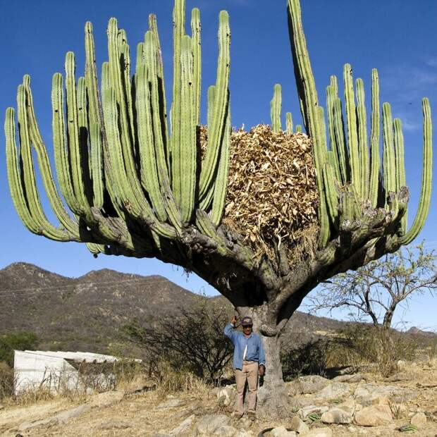 Этому кактусу 100 лет и "мусор" внутри это гигантское гнездо интересное, кактусы, природа, растения, факты