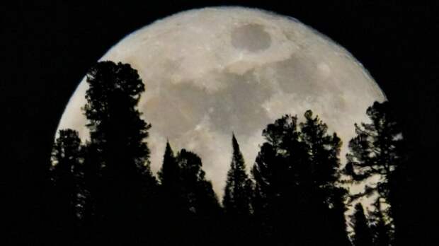 Полная луна над Прителецкой тайгой / Фото: Алтайский заповедник