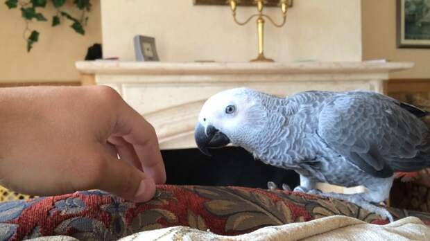 Попугай жако — самый умный «говорун» среди всех попугаев планеты