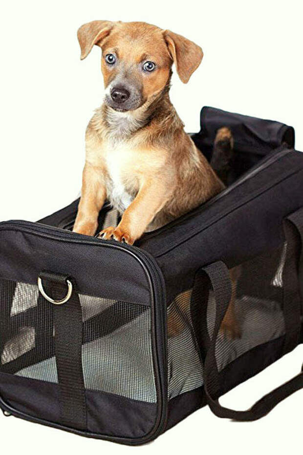 Собака в сумке для перевозки. Фото с фотостока.