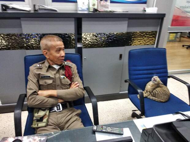Кот-полицейский из Таиланда