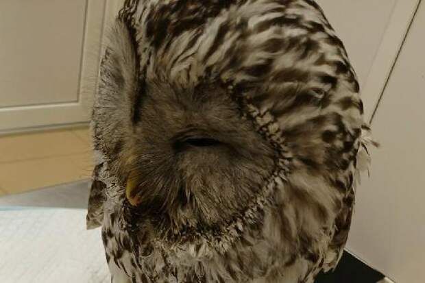 В тамбовский Центр сохранения биоразнообразия поступила длиннохвостая неясыть