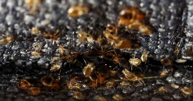 France races to stamp out bedbug &#x27;scourge&#x27; before Olympics
