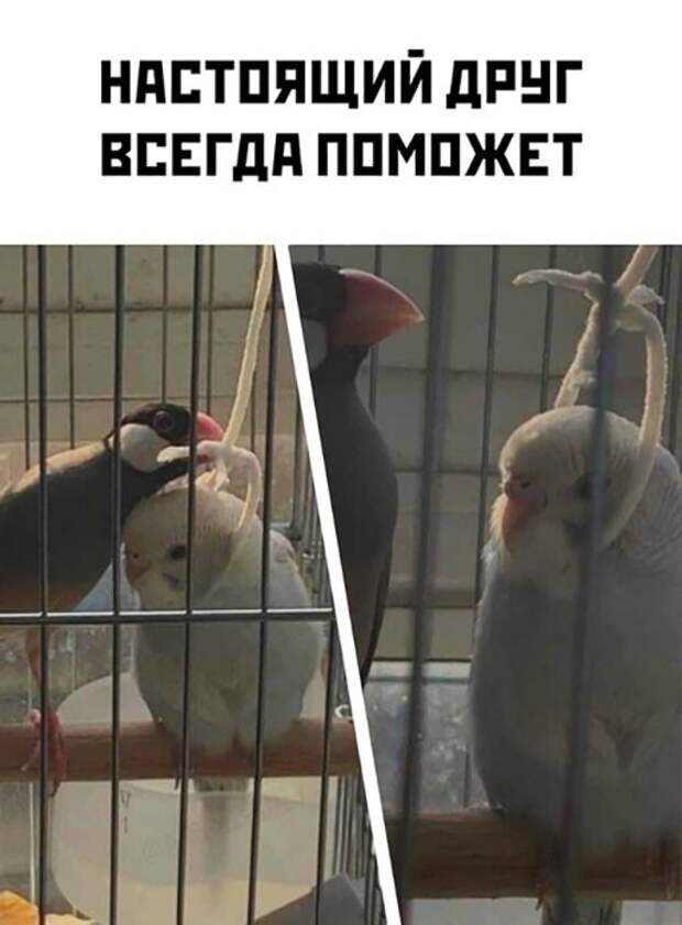 Друг всегда поможет Друг всегда поможет