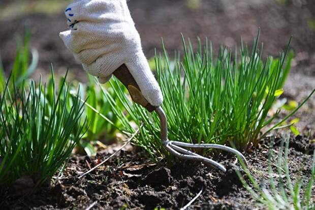 Пандемия возродила интерес россиян к дачам и огородам